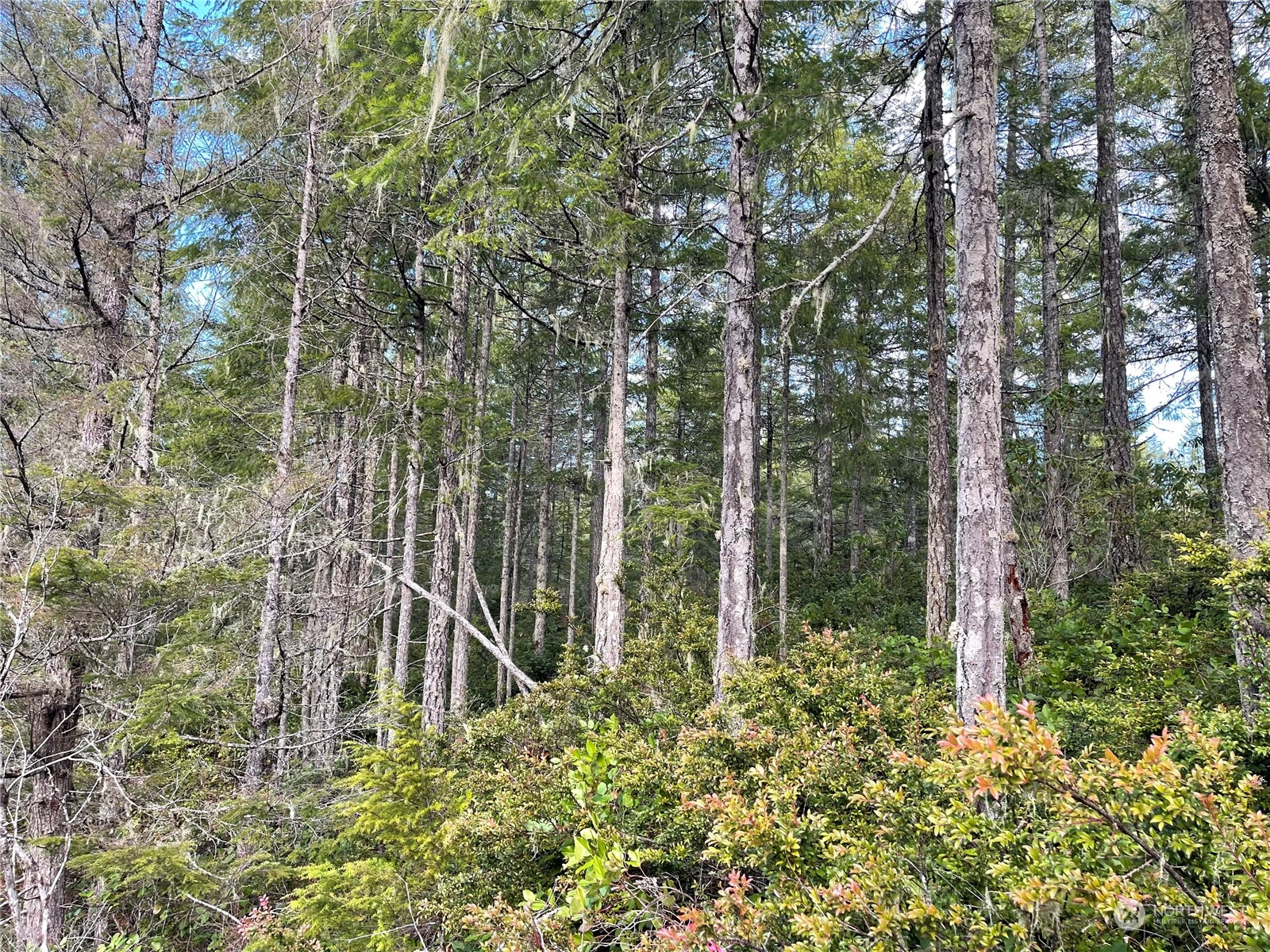 0 Northeast Dewatto Holly Road Tahuya, WA 98588 - Photo 5 of 9 a view of a pathway with a tree