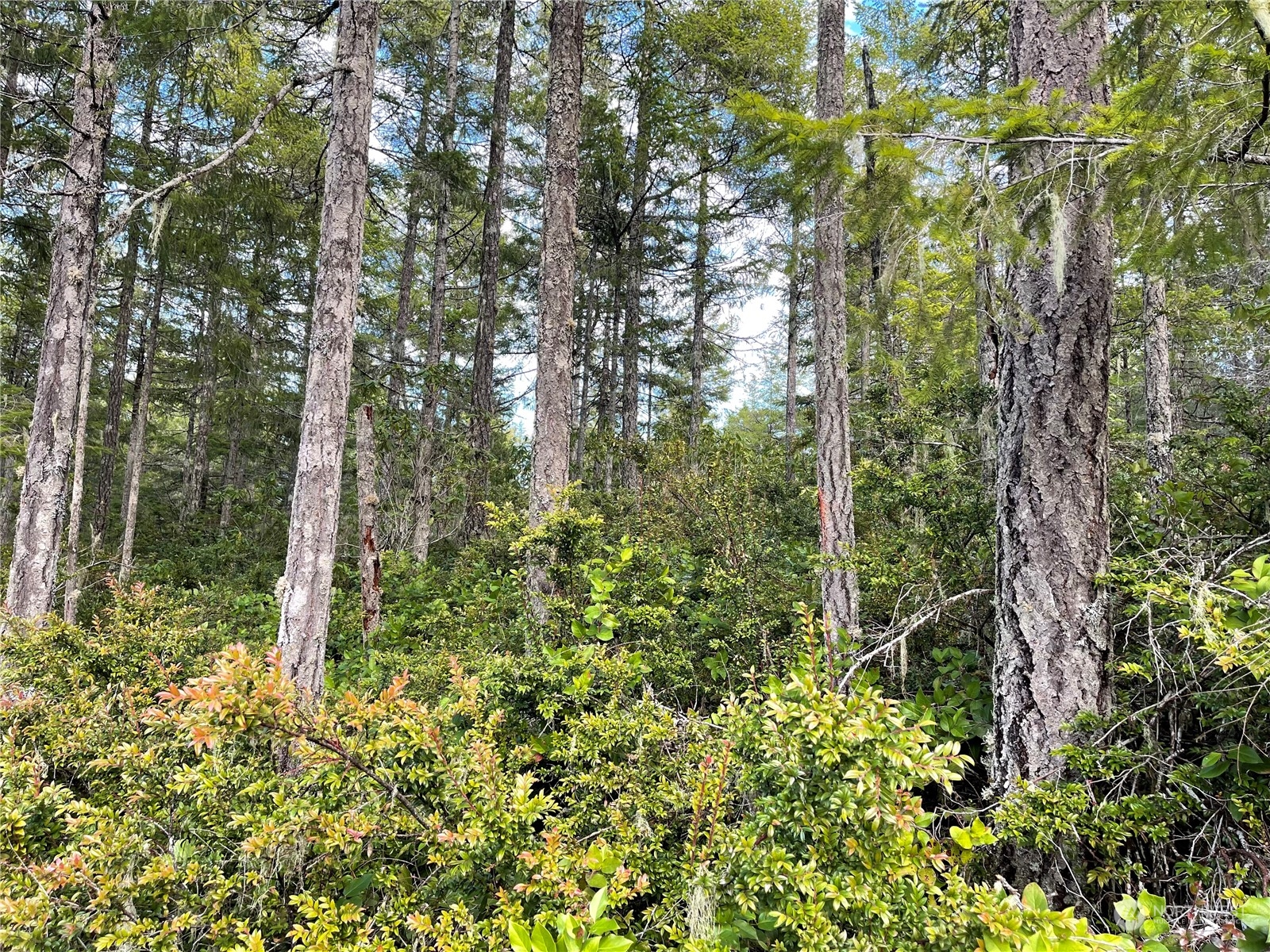 0 Northeast Dewatto Holly Road Tahuya, WA 98588 - Photo 6 of 9 a close up of a tree in a garden