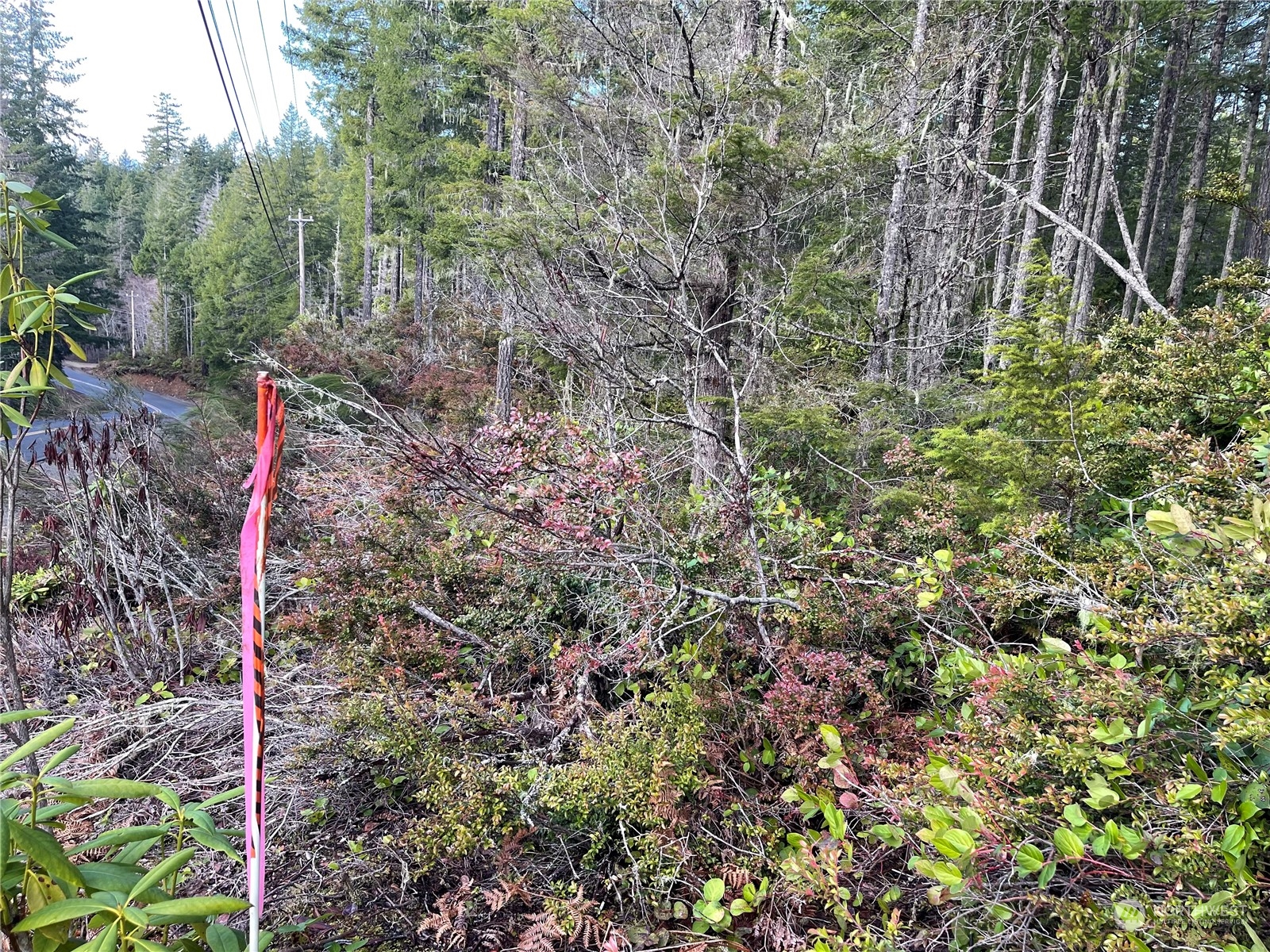 0 Northeast Dewatto Holly Road Tahuya, WA 98588 - Photo 7 of 9 a backyard of a house with lots of green space and a forest