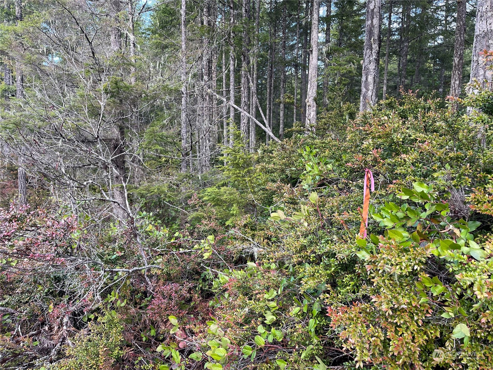 0 Northeast Dewatto Holly Road Tahuya, WA 98588 - Photo 8 of 9 a view of a garden with plants