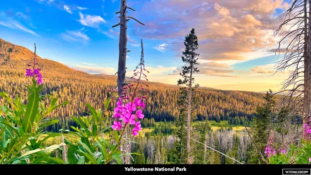 $135,000 | Stillwater Drive, Cody, WY 82414