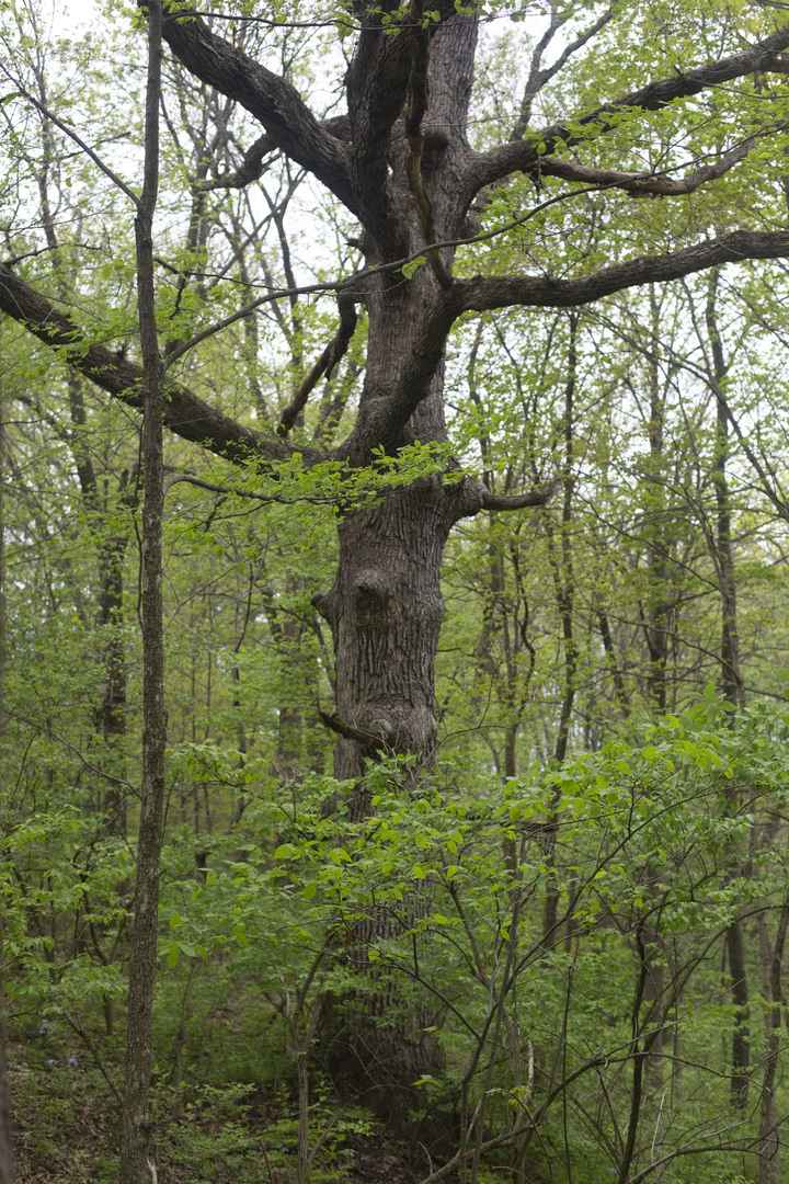 Lot 1 Harold Point Road Wapella, IL 61777 - Photo 21 of 33 a plant of a tree