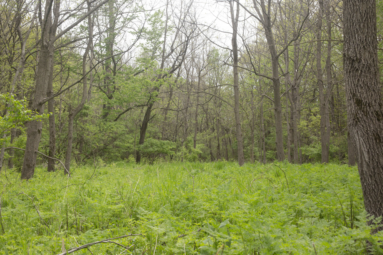 Lot 1 Harold Point Road Wapella, IL 61777 - Photo 23 of 33 a big yard with lots of green space and plants
