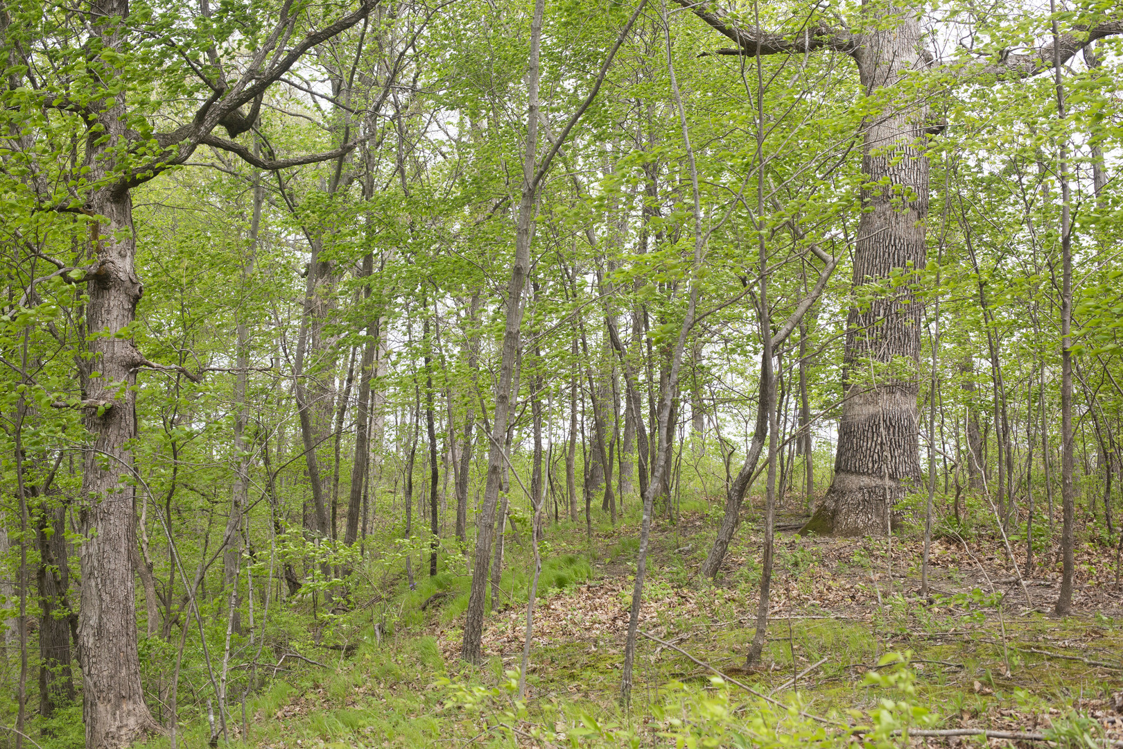 Lot 1 Harold Point Road Wapella, IL 61777 - Photo 24 of 33 a backyard of a house with lots of trees
