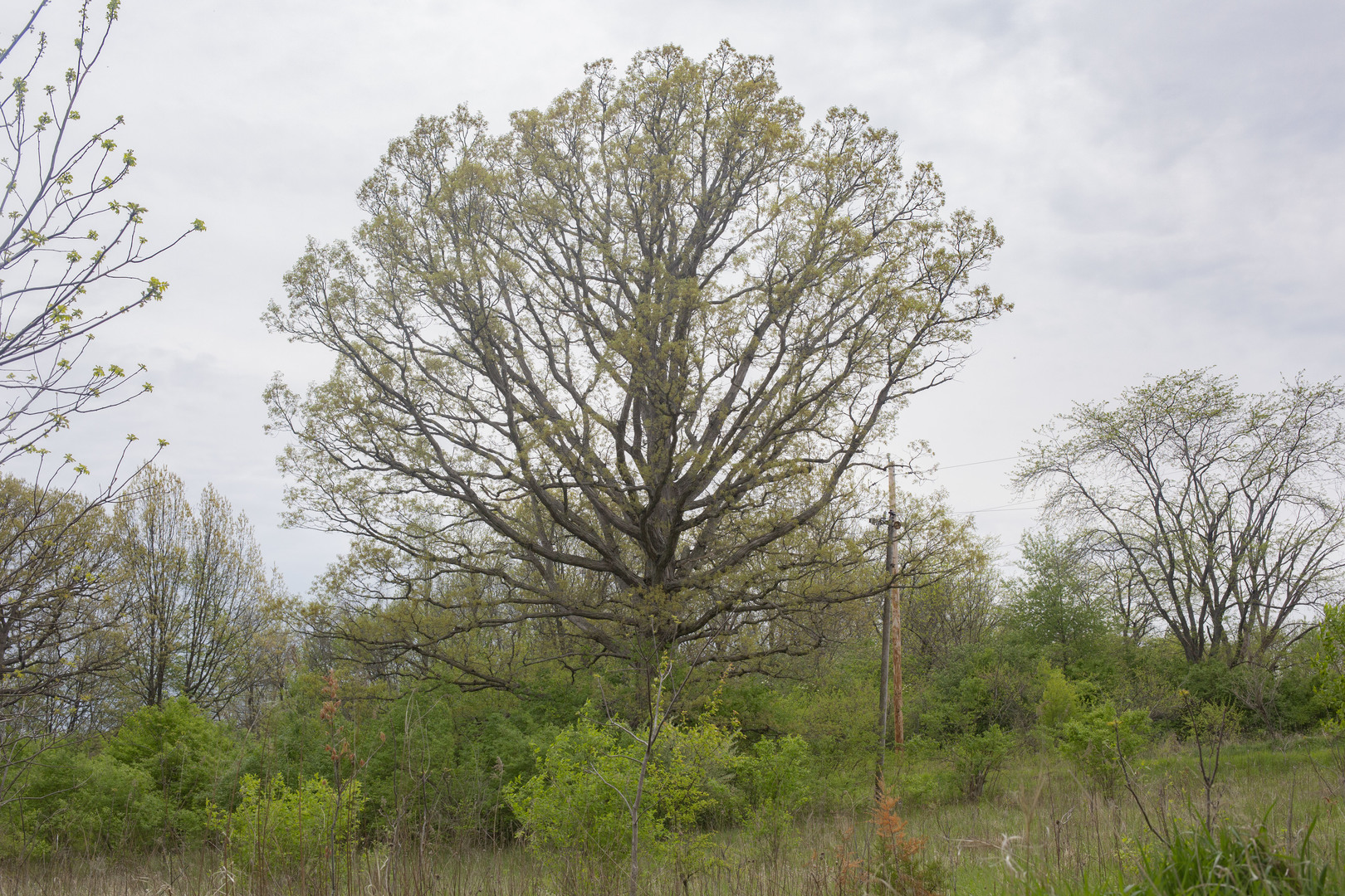 Lot 1 Harold Point Road Wapella, IL 61777 - Photo 25 of 33 a view of a forest with a tree