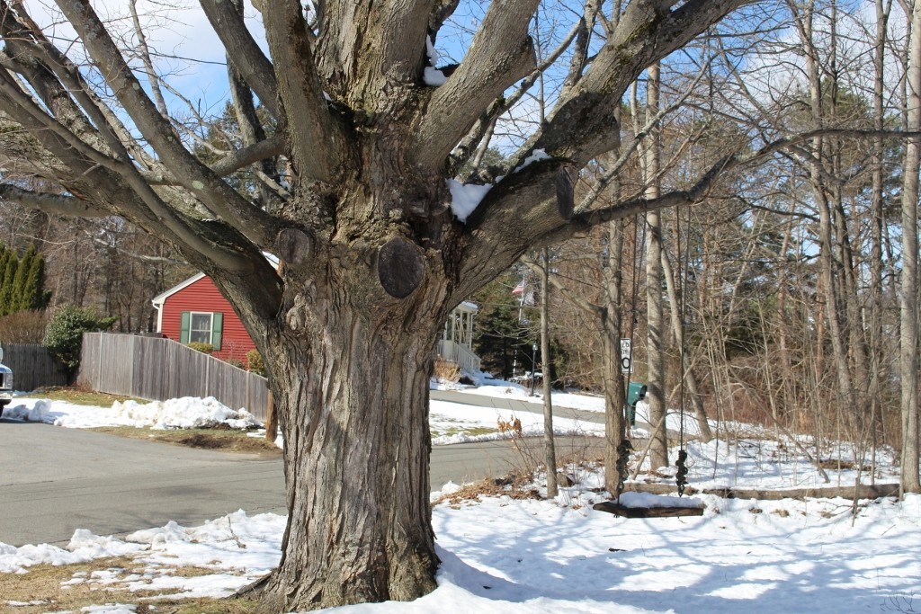98 Old Ferry Road Haverhill, MA 01830 - Photo 13 of 14 a view of a tree in the middle of a yard