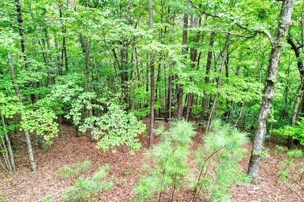 1179 Harris Branch Road Ellijay, GA 30540 - Photo 9 of 42 Gallery Image 9