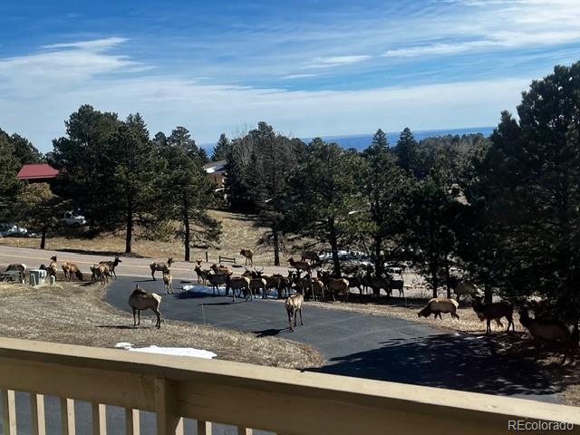 243 Paradise Road Golden, CO 80401 - Photo 45 of 49 a view of a yard with cars park