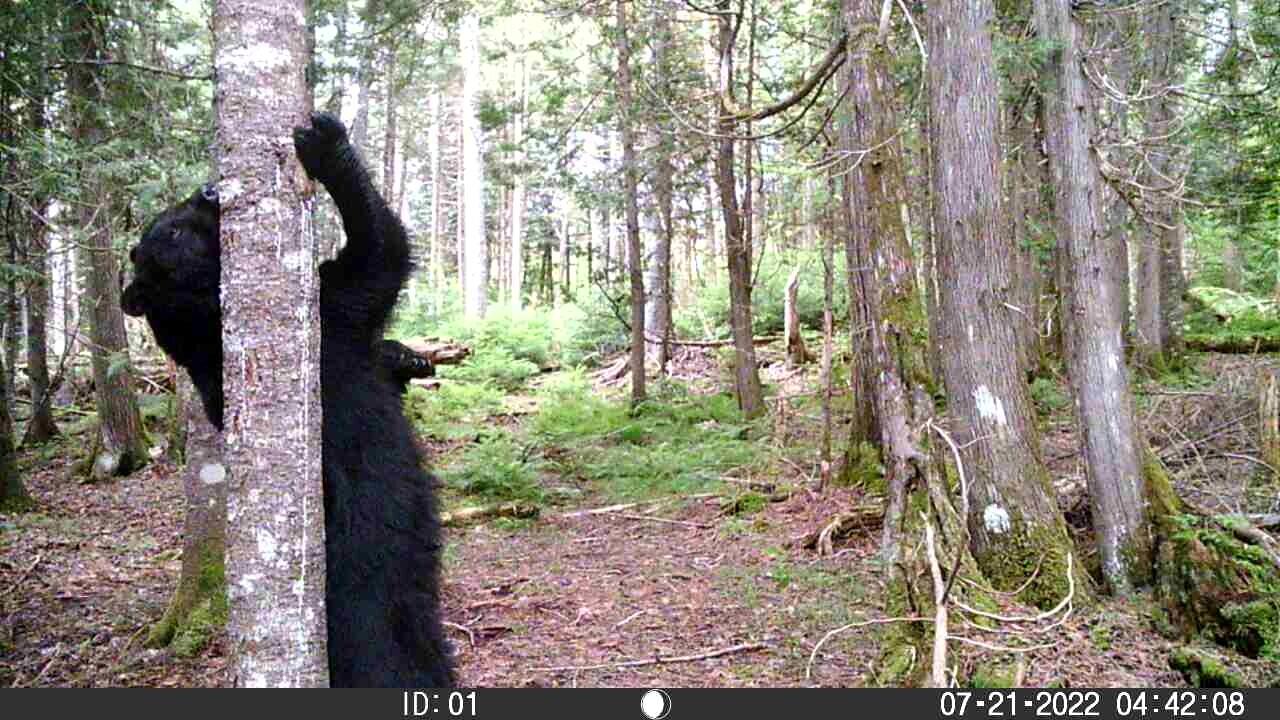 683 Gardner Creek Road Wade, ME 04786 - Photo 62 of 66 bear_1