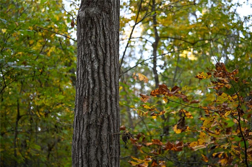 21395 East 2124 Road Stockton, MO 65785 - Photo 3 of 45