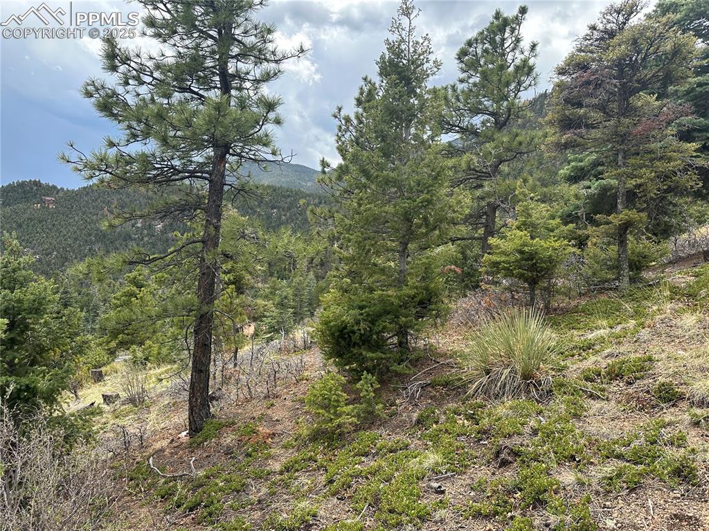 275 Upper Vista Road Manitou Springs, CO 80829 - Photo 13 of 20 a view of a forest
