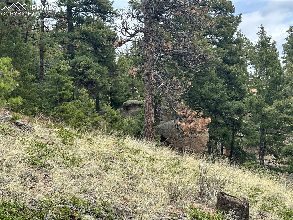 275 Upper Vista Road Manitou Springs, CO 80829 - Photo 3 of 20 a view of a lush green forest with lots of trees
