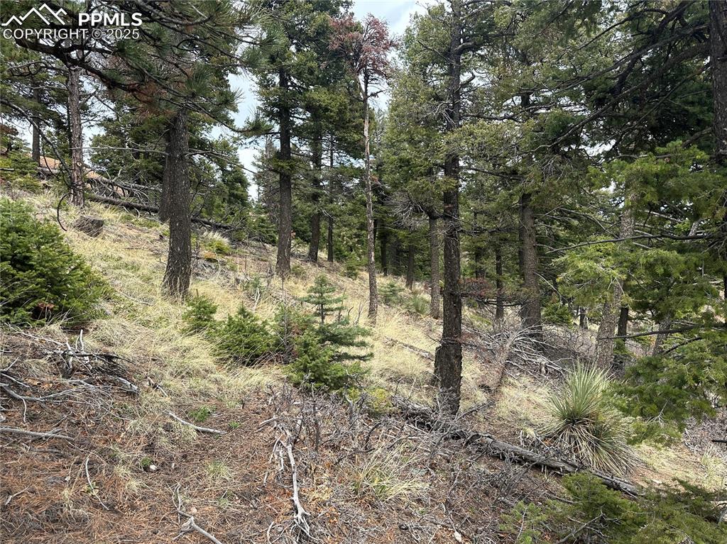 275 Upper Vista Road Manitou Springs, CO 80829 - Photo 5 of 20 a view of forest