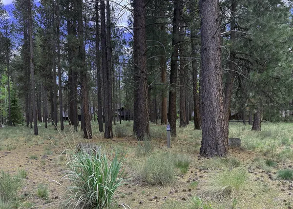 a view of outdoor space with trees