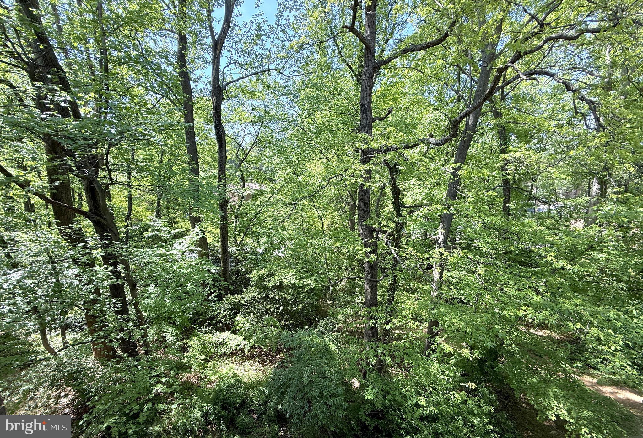 1415 Northgate Square, Unit 15/21B Reston, VA 20190 - Photo 25 of 28 a view of a lush green forest