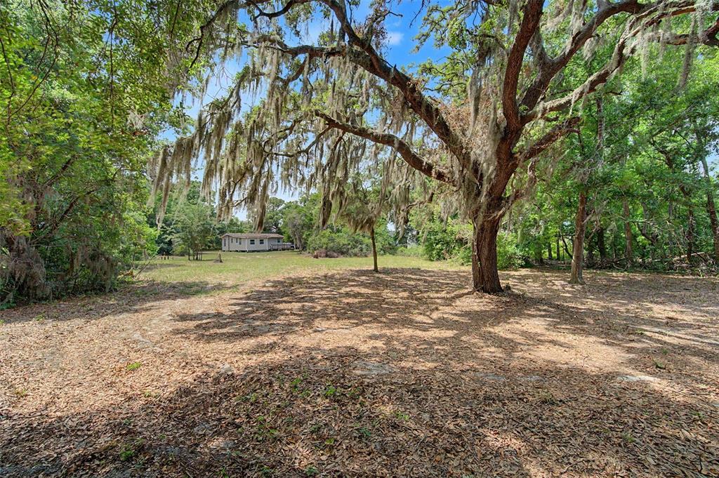 Cutrone Road Winter Haven, FL 33880 - Photo 7 of 50 a view of a tree in the middle of a yard