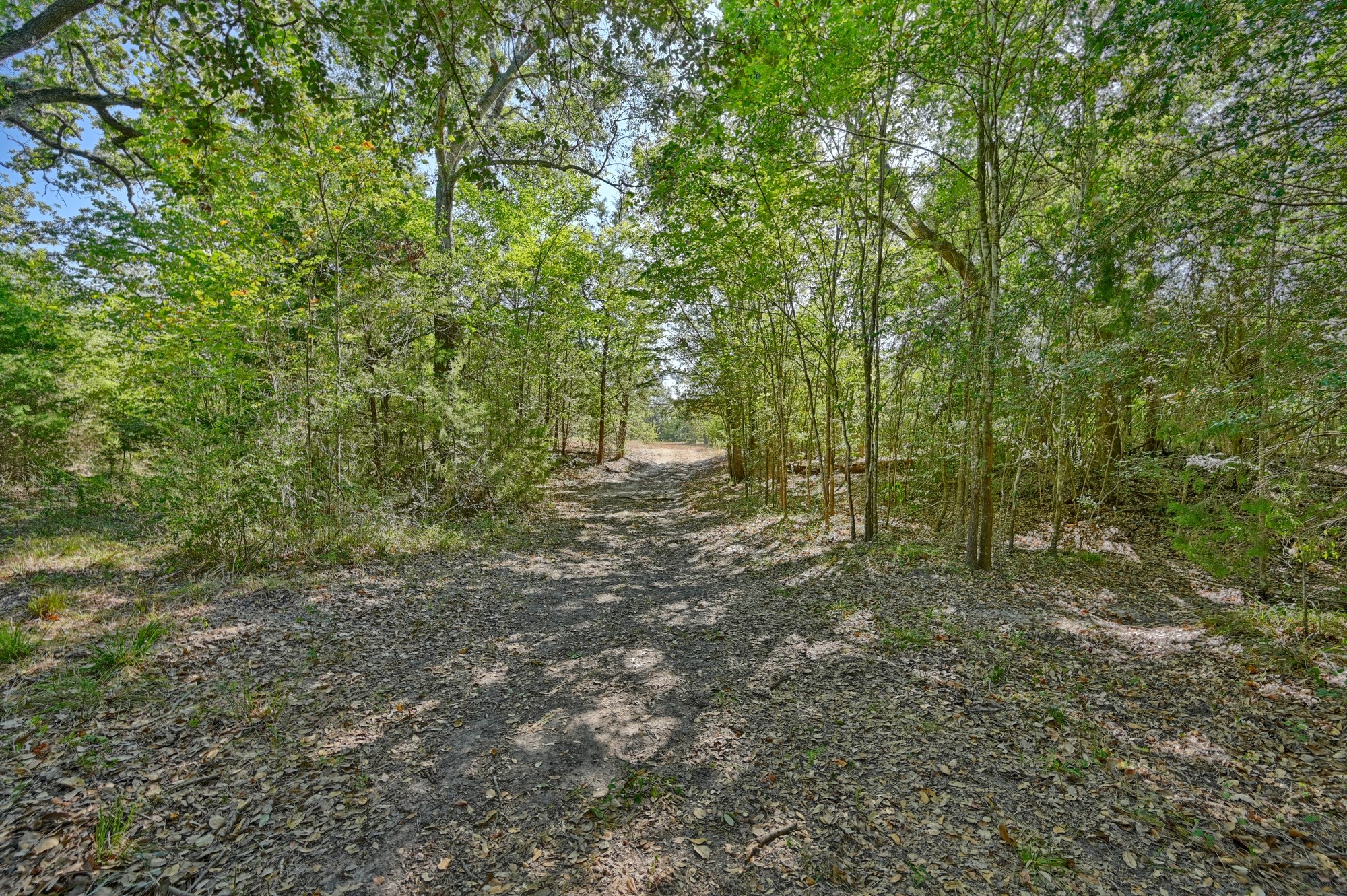 Tbd Ullrich Road Carmine, TX 78932 - Photo 16 of 24 This photo shows a serene wooded pathway surrounded by lush greenery, offering a peaceful and natural setting perfect for nature lovers and those seeking privacy.