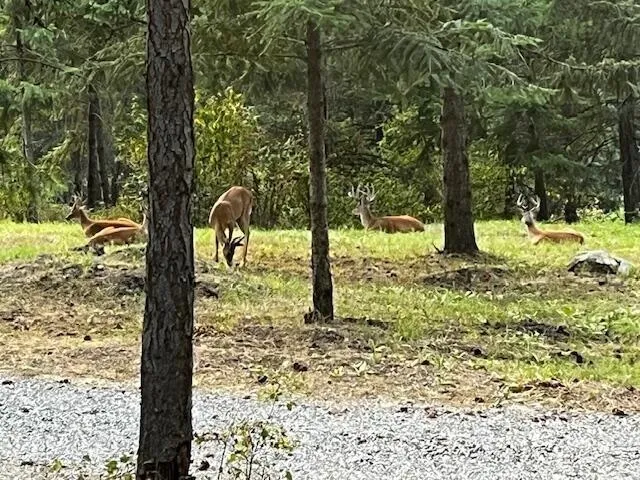 $298,000 | 1599 Coyote Way, Evans, WA 99126