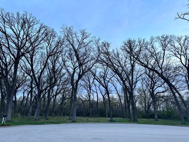a view of a yard with a tree