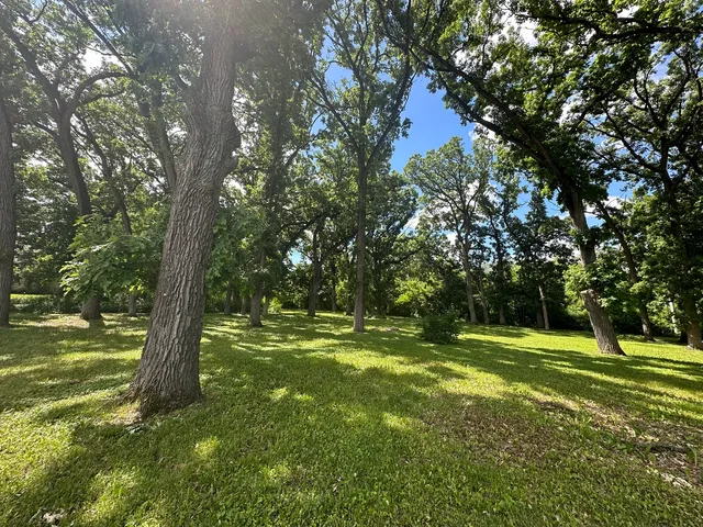 a view of a trees in a yard
