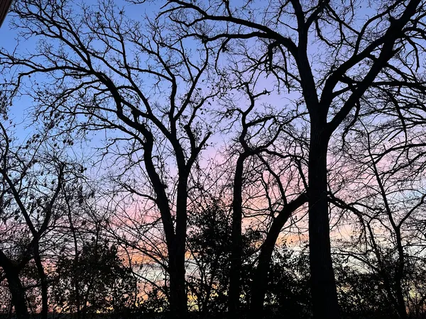 a backyard of a house with lots of trees