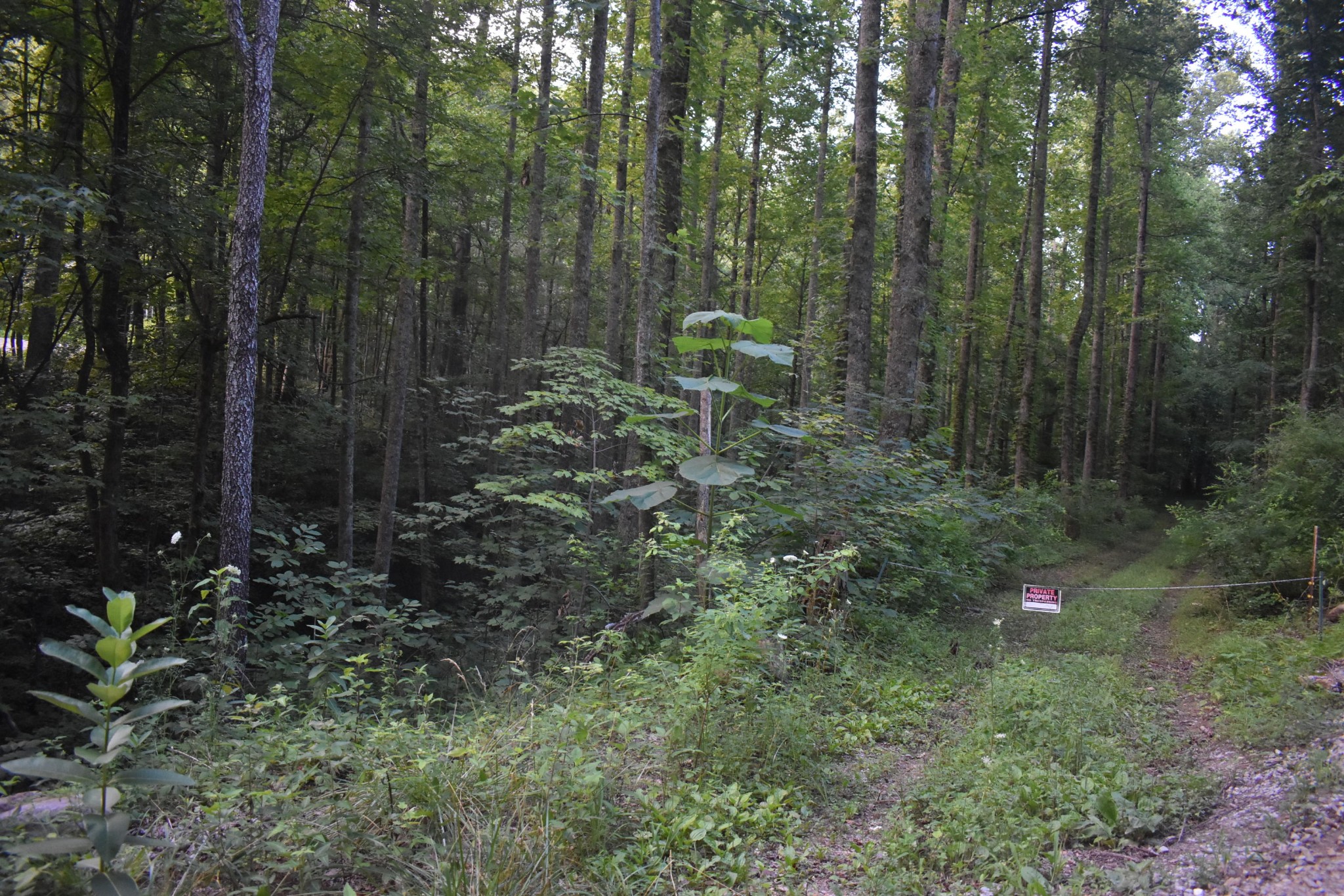 953 Goose Creek Road Seymour, TN 37865 - Photo 18 of 22 Gallery Image 18
