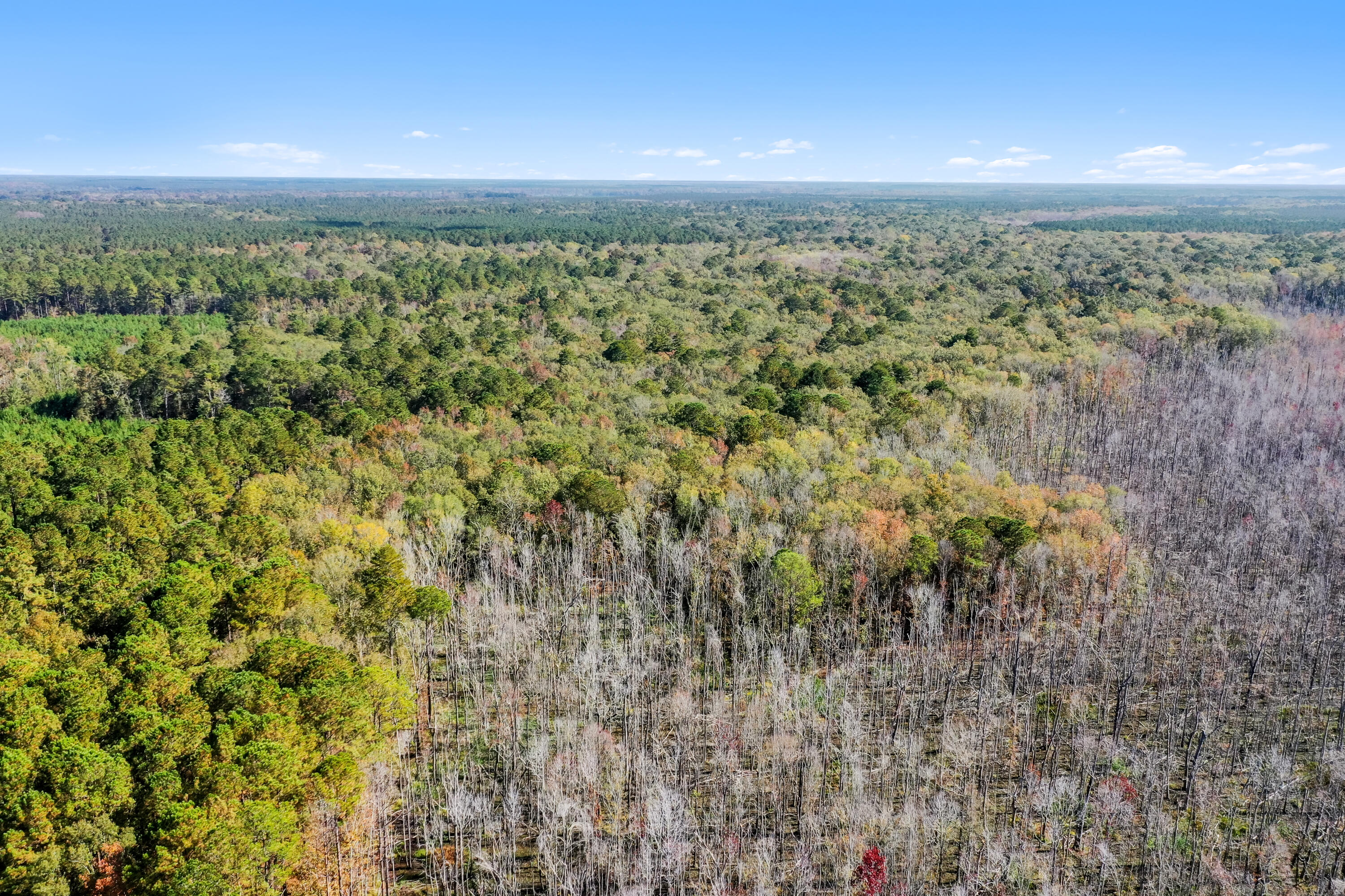 527-acres Spring Grove Road Adams Run, SC 29426 - Photo 10 of 44 HFL_OSBORNE TRACT-39
