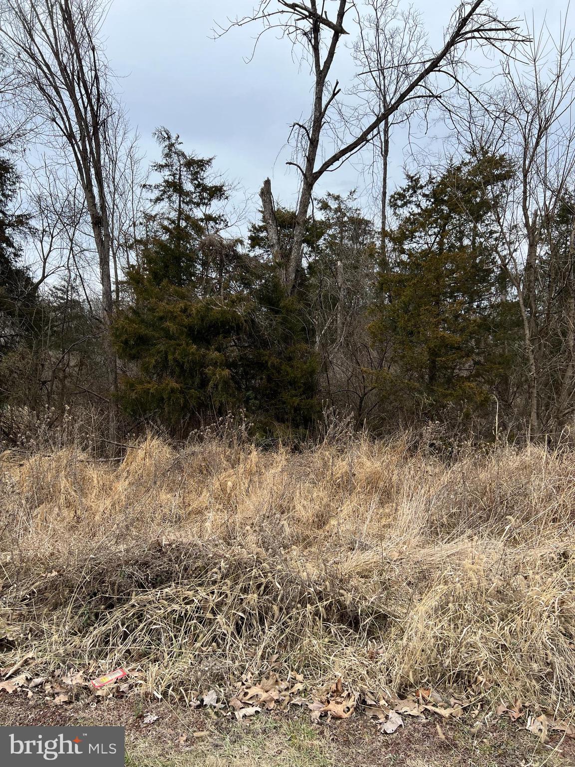 Deer Rapids Strasburg, VA 22657 - Photo 9 of 19 Lot is grown up with trees