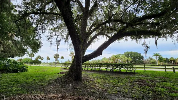a view of a garden with a tree