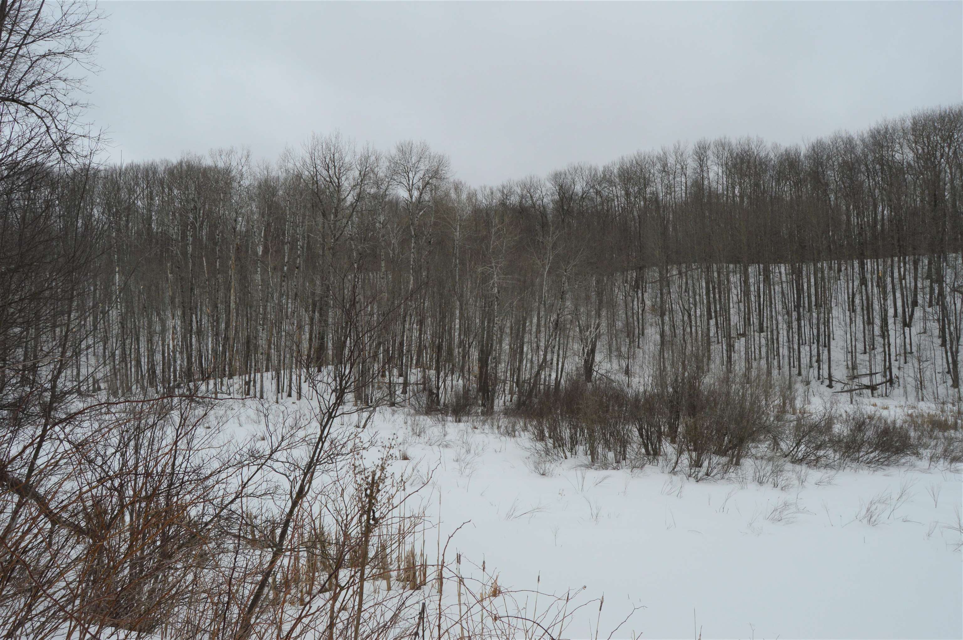 1556 South Magee Road Vanderbilt, MI 49795 - Photo 12 of 22 1897394-11.JPG