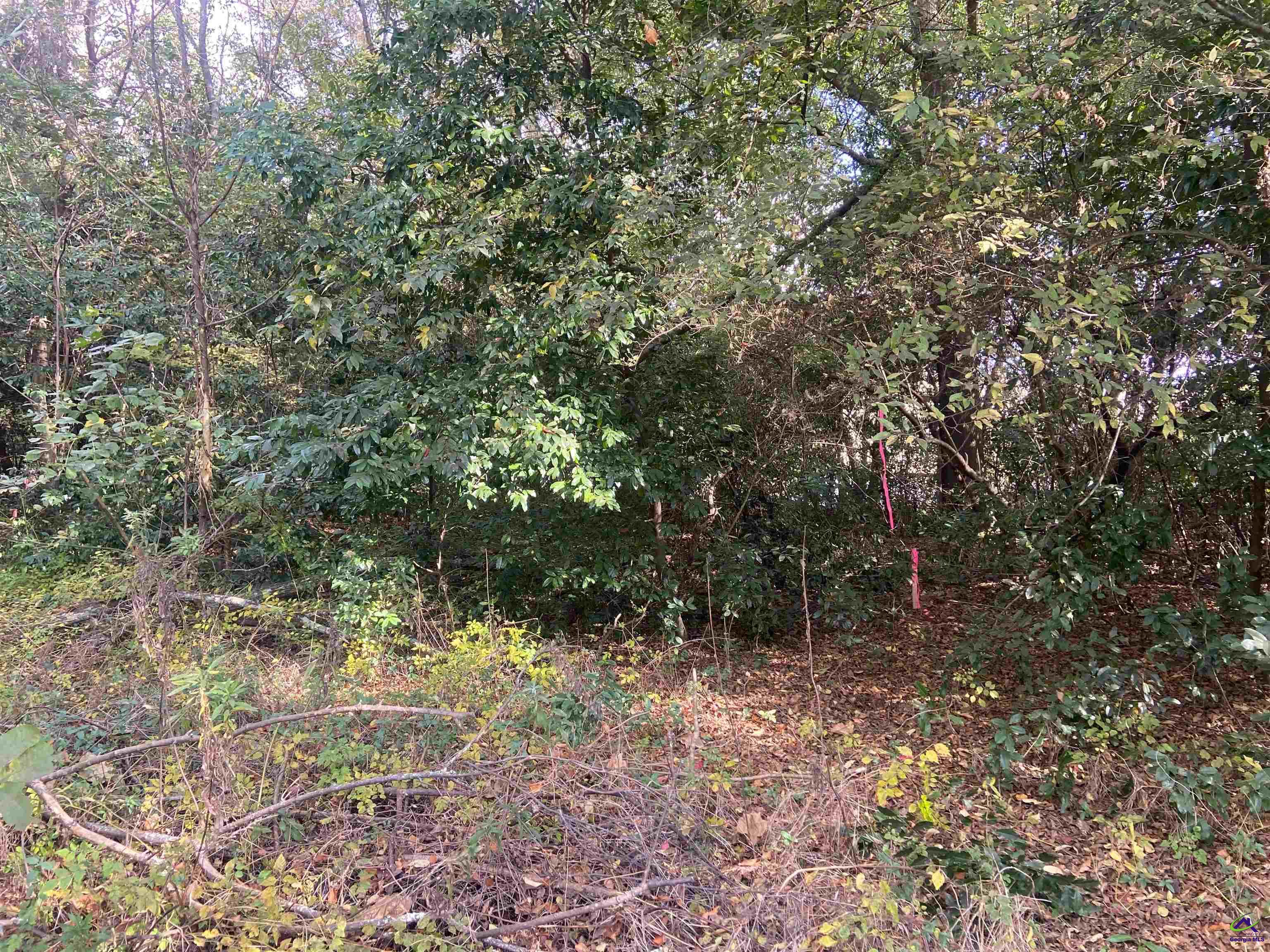 Moseley Road Byron, GA 31008 - Photo 12 of 14 a view of a forest with trees
