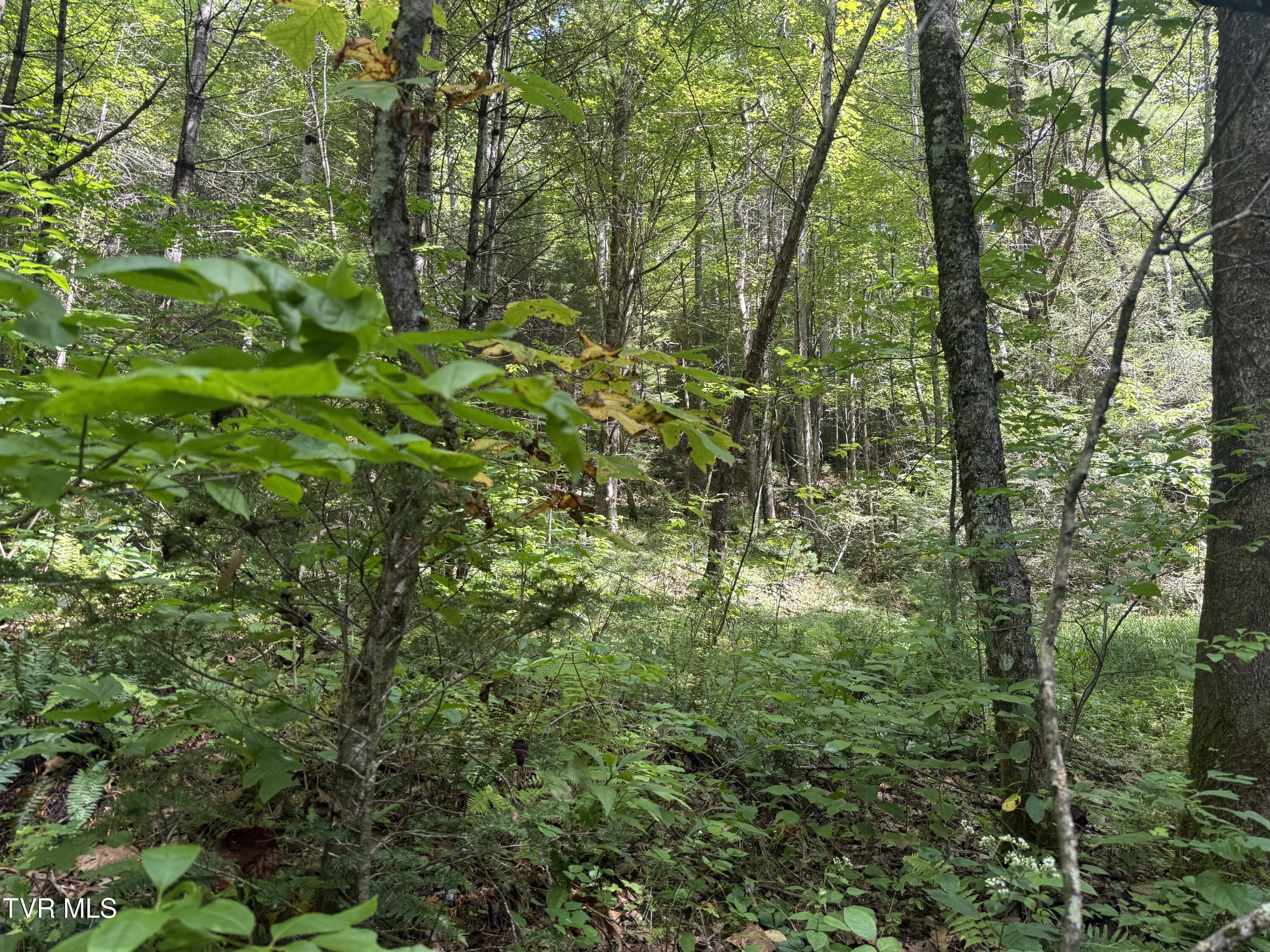Tbd Dennis Cove Road Hampton, TN 37658 - Photo 6 of 8 IMG_9038