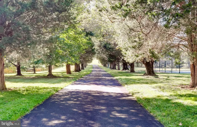 a view of a yard with plants and large trees