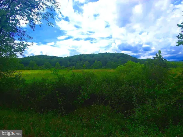 a view of a big yard with a large tree