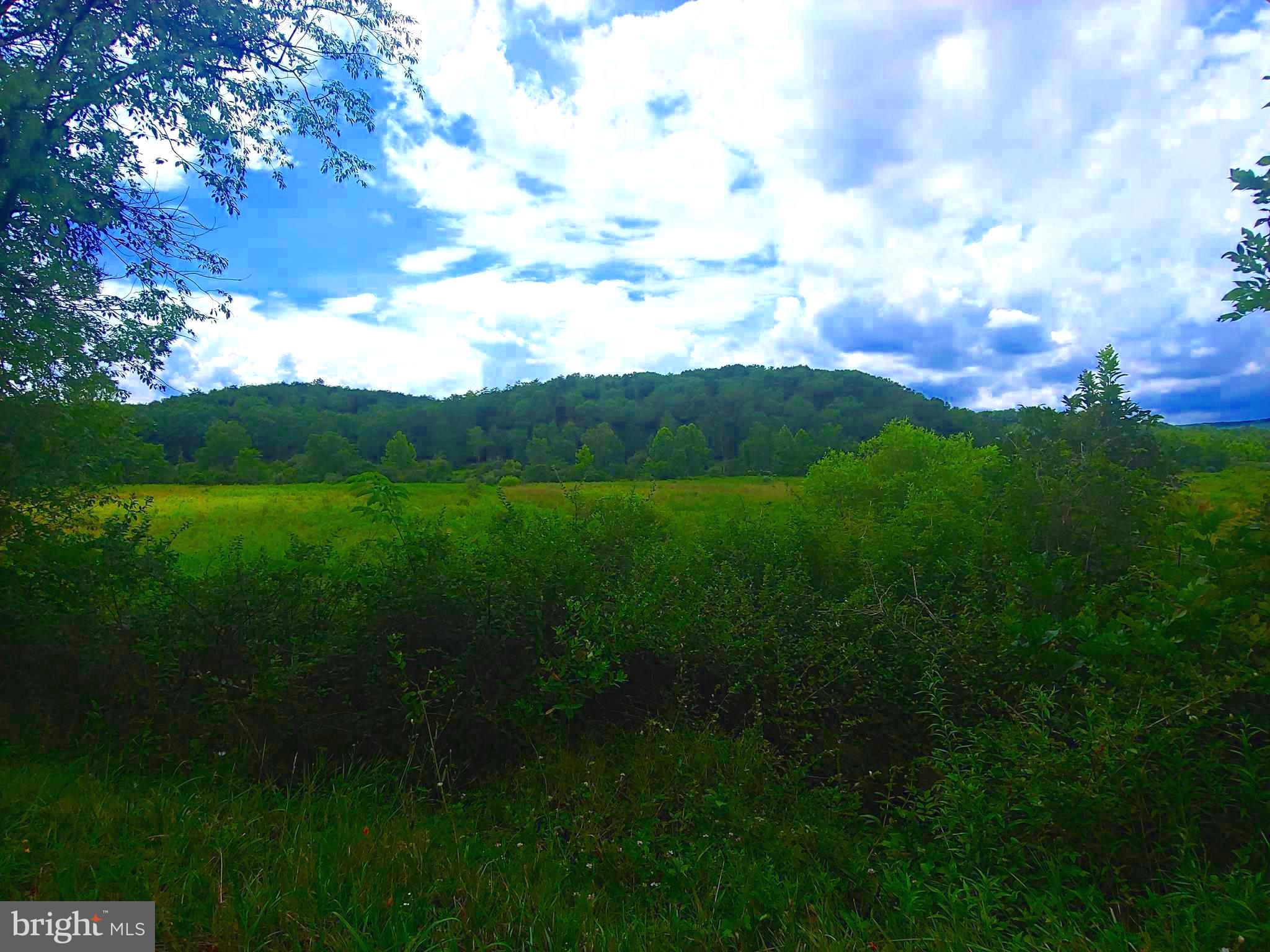 Bear Hill Road Oldtown, MD 21555 - Photo 2 of 10 a view of a big yard with a large tree