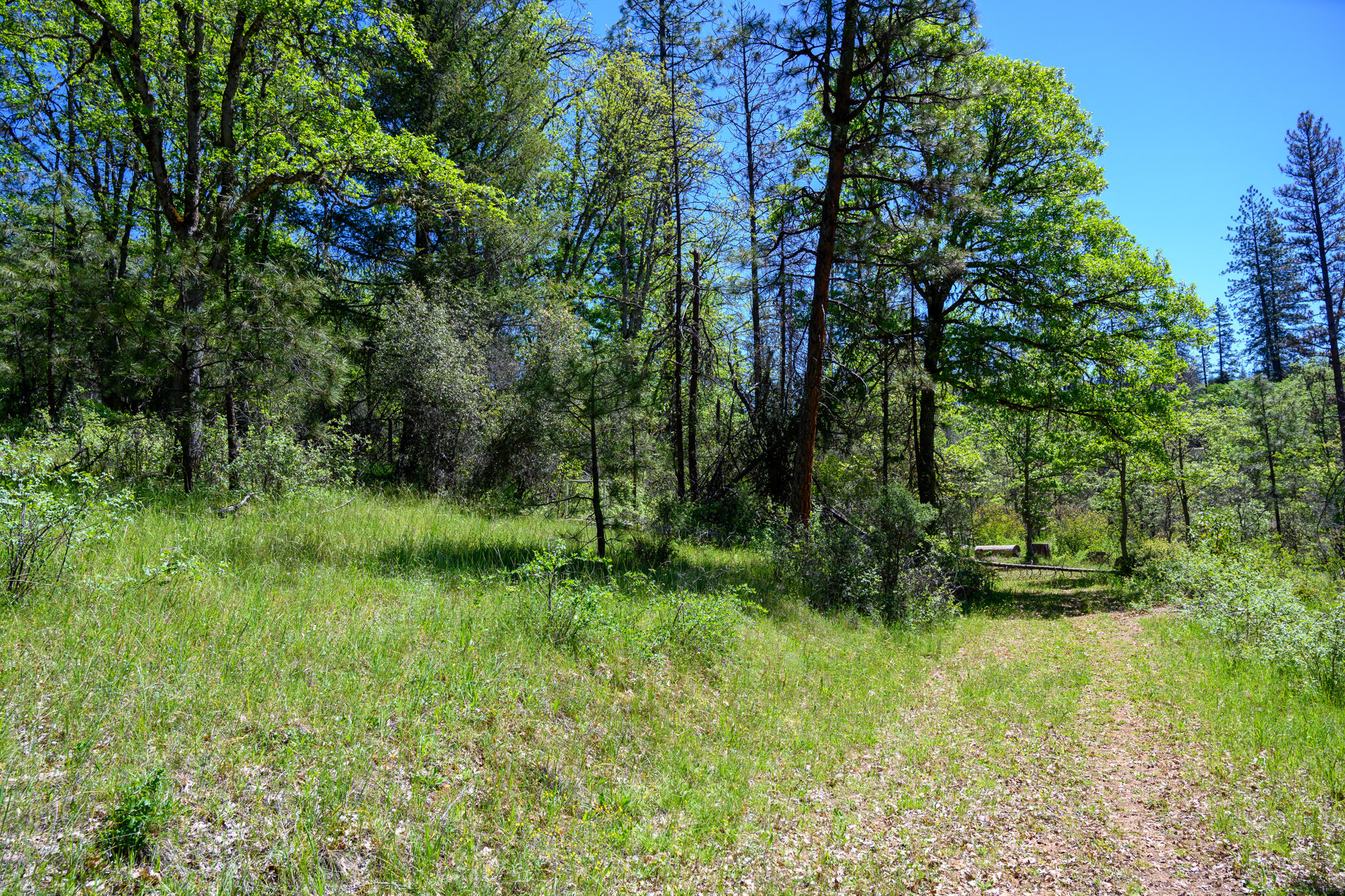 a view of a lush green forest