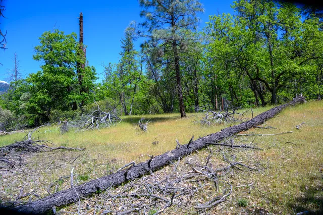 a view of swimming pool with a yard