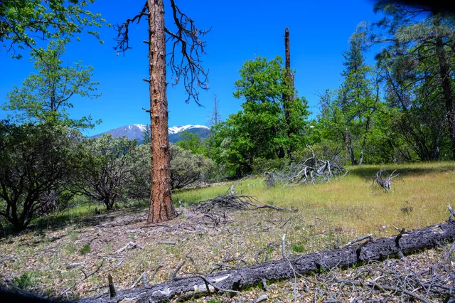 a view of a backyard with plants and large trees
