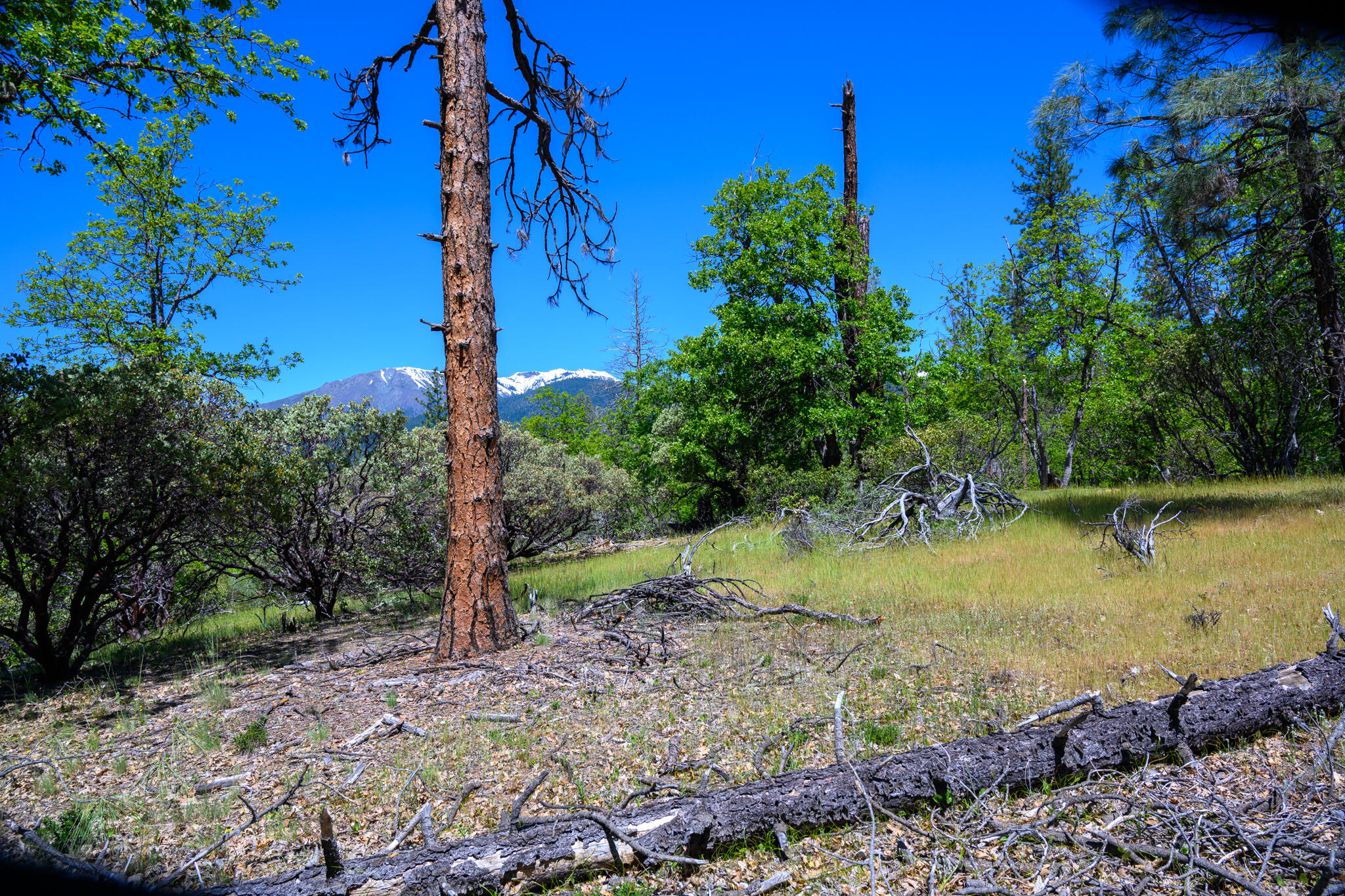 230 Shasta Springs Road Weaverville, CA 96093 - Photo 12 of 23 a view of a backyard with plants and large trees