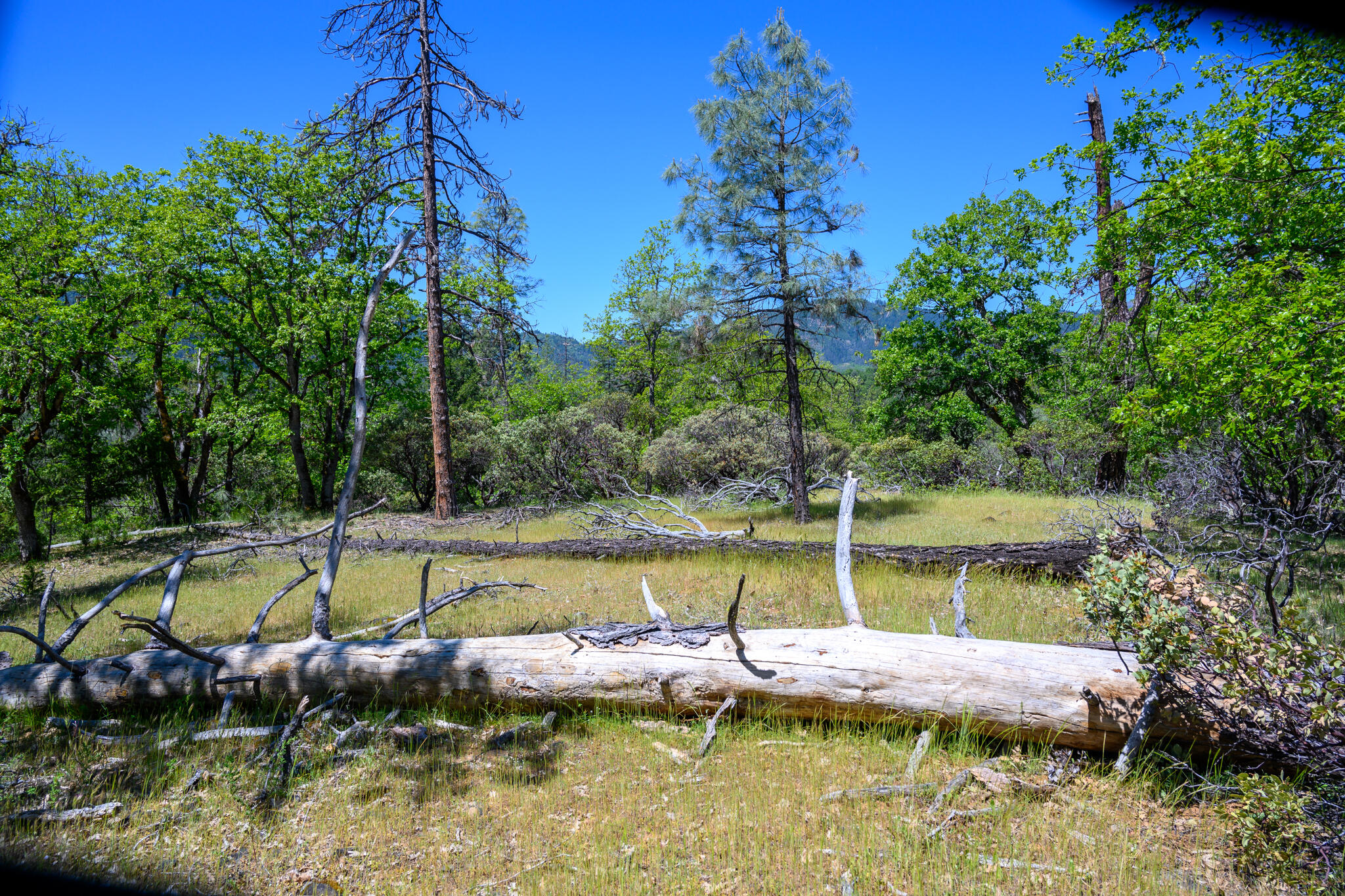 230 Shasta Springs Road Weaverville, CA 96093 - Photo 13 of 23 a view of a swimming pool with a yard