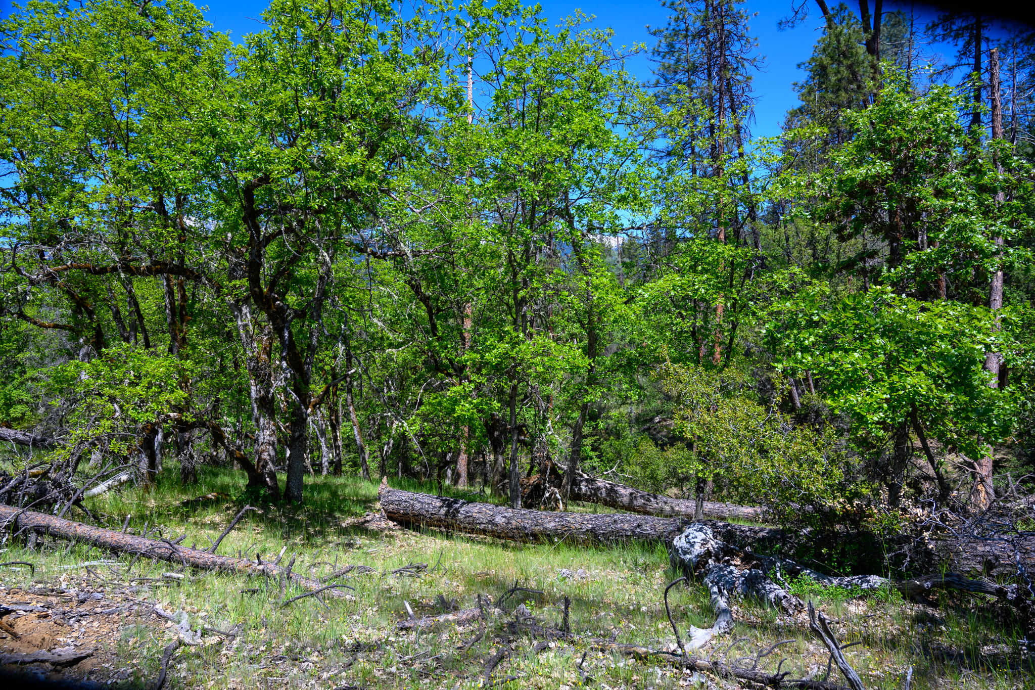 230 Shasta Springs Road Weaverville, CA 96093 - Photo 14 of 23 a view of a house with a yard
