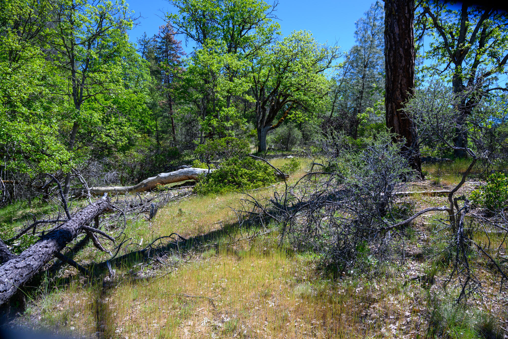 230 Shasta Springs Road Weaverville, CA 96093 - Photo 15 of 23 a view of swimming pool with a yard