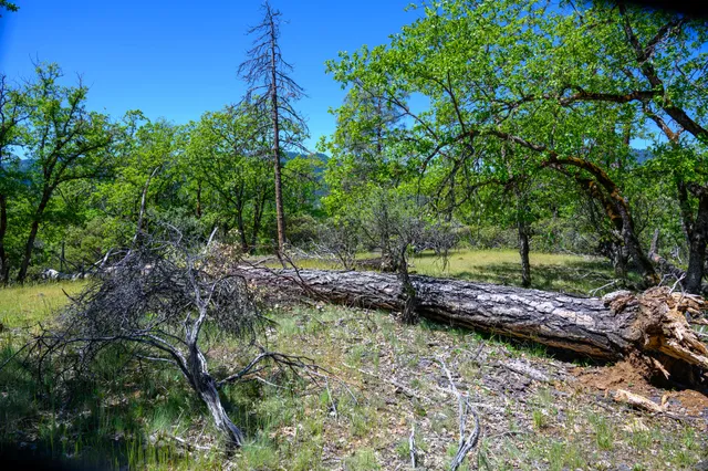 a view of a backyard with plants and trees