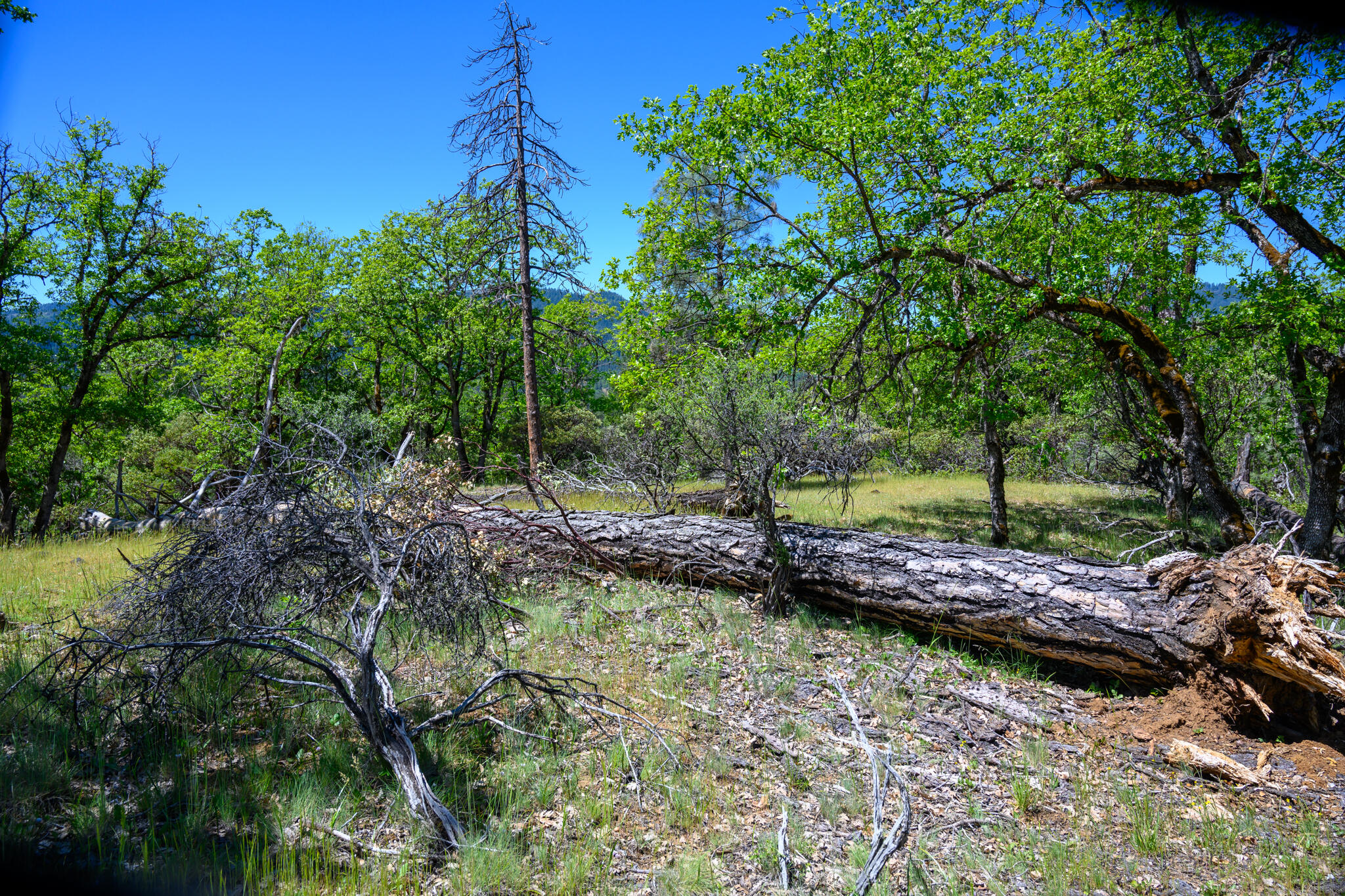 230 Shasta Springs Road Weaverville, CA 96093 - Photo 16 of 23 a view of a backyard with plants and trees
