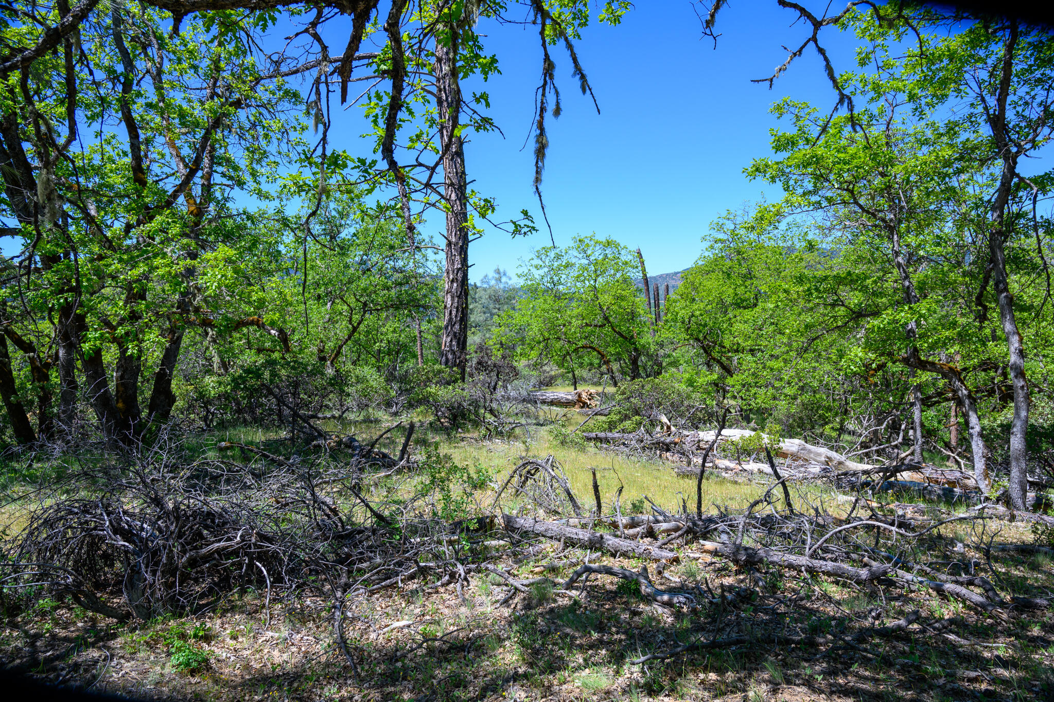 230 Shasta Springs Road Weaverville, CA 96093 - Photo 17 of 23 a backyard of a house with a yard