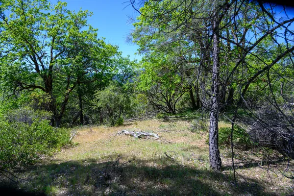 a view of a yard with a tree