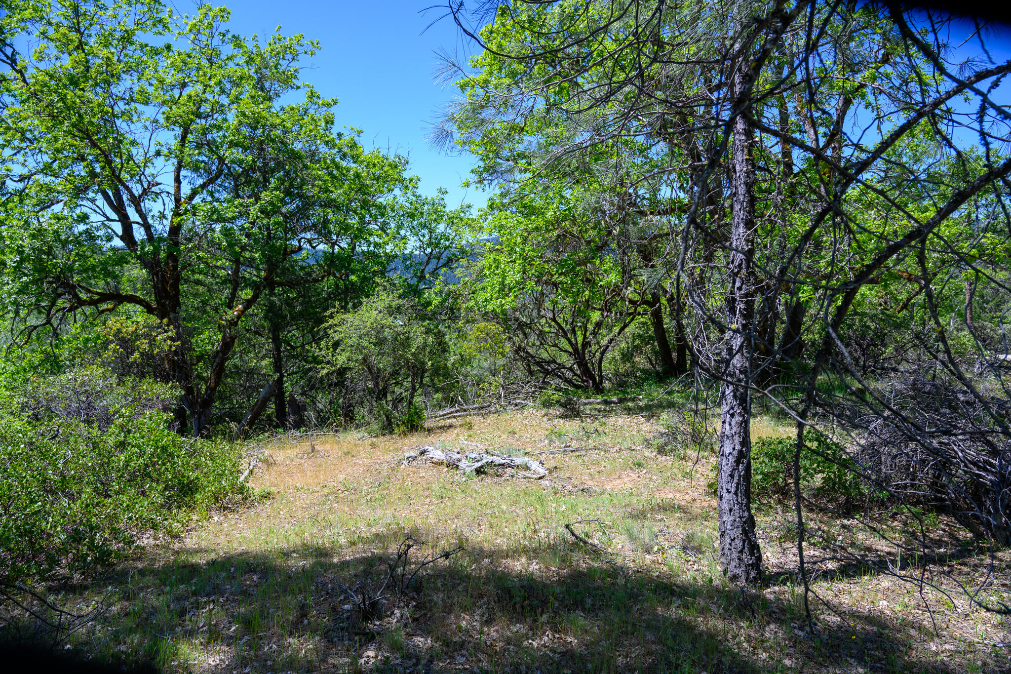 230 Shasta Springs Road Weaverville, CA 96093 - Photo 18 of 23 a view of a yard with a tree