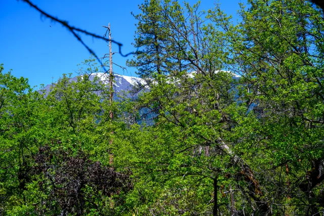 a view of a tree with a tree