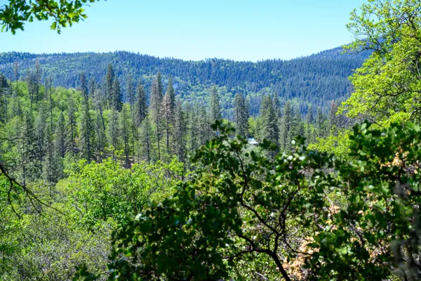 a view of a lush green forest with trees in the background