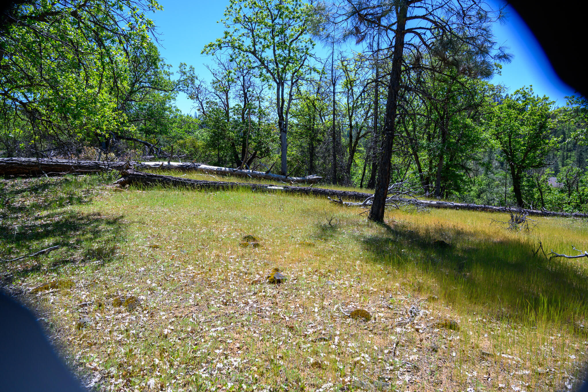 230 Shasta Springs Road Weaverville, CA 96093 - Photo 21 of 23 a view of a swimming pool with a yard